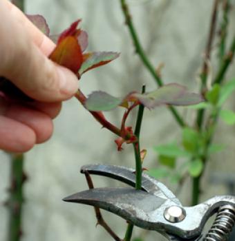 Tailler un rosier